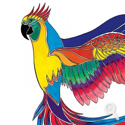 Ken John: Macaw